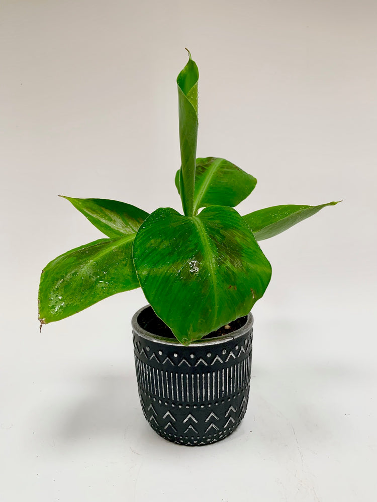 Seasonal Plant Collection Bill's House of Flowers Saskatoon Bills