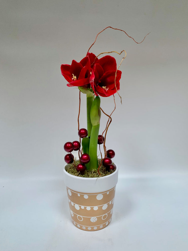 Garnet & Gold Amaryllis