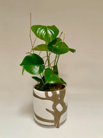 Forest Philodendron - 6" Split Leaf Philodendron Saskatoon