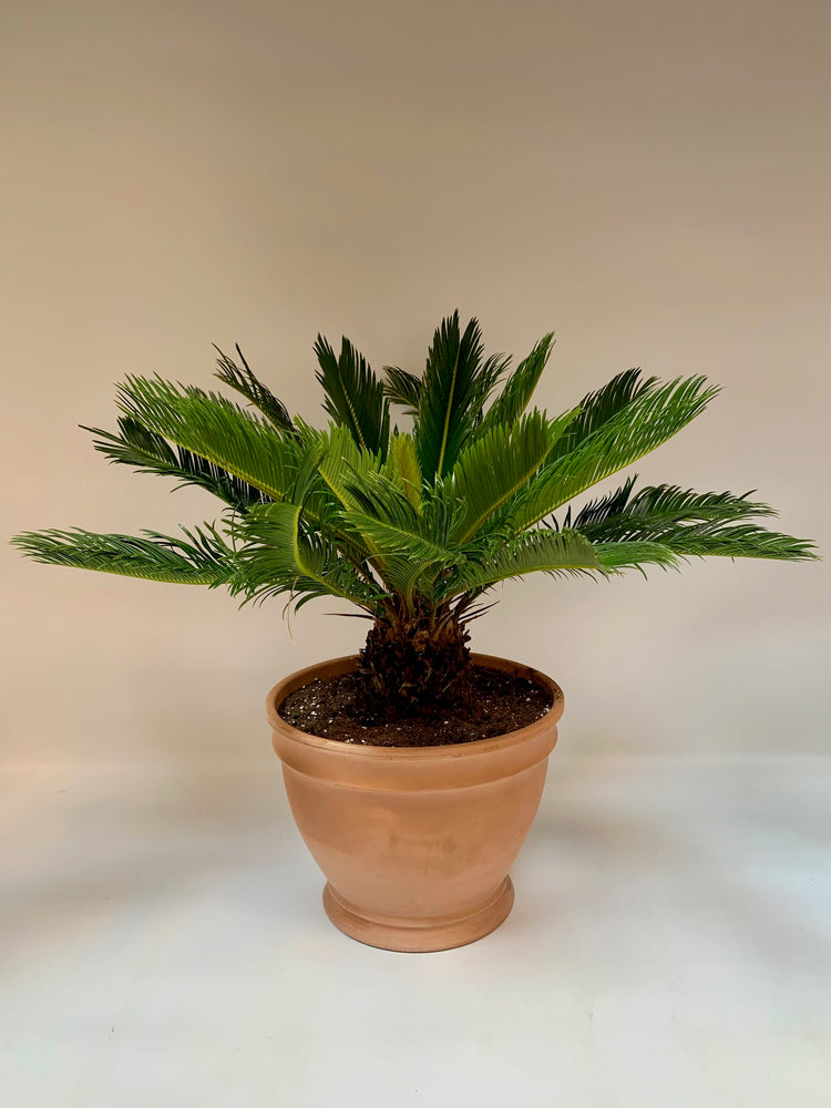 Prehistoric Sago Palm - Plants Saskatoon