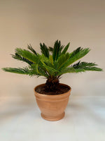 Prehistoric Sago Palm - Plants Saskatoon