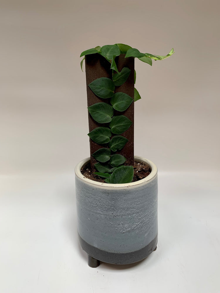 Shingle Plant