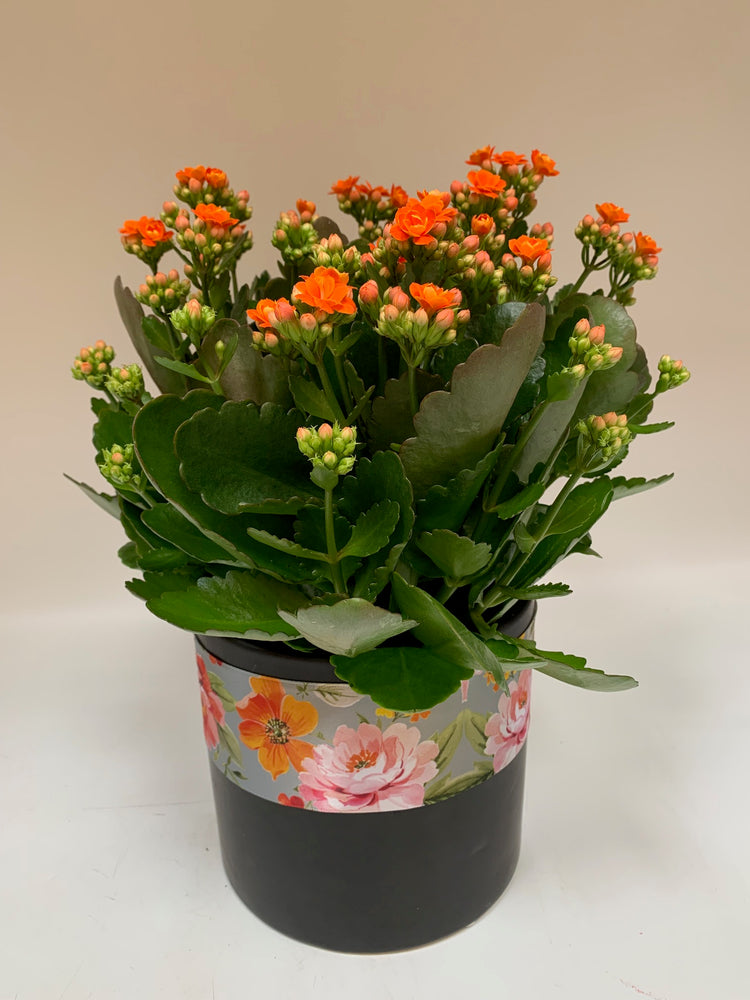 Fallin' for Kalanchoes