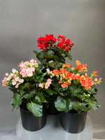 Begonia in Bloom