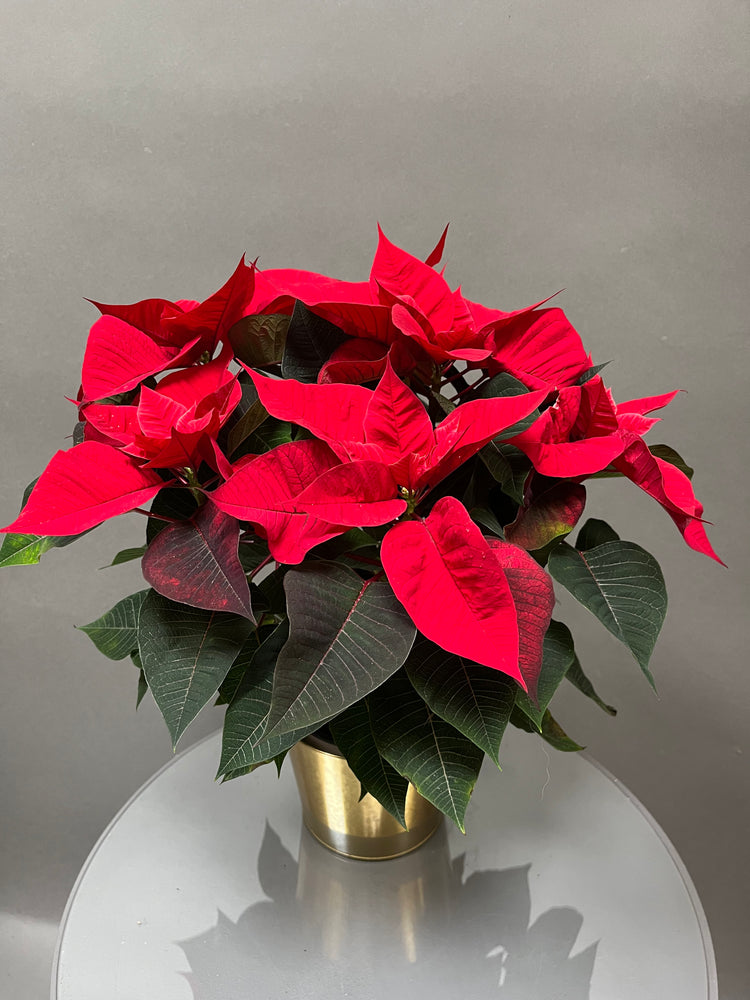 Pretty Poinsettia