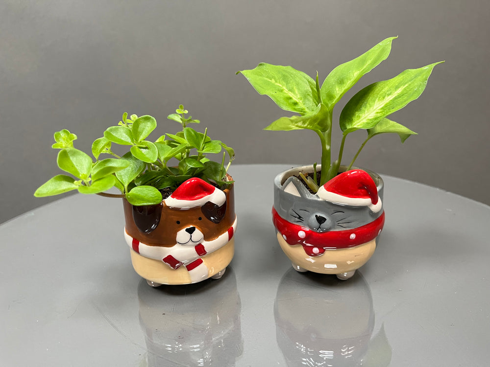 Santa's Little Snuggler