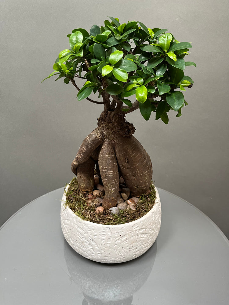 Statement Ficus Bonsai