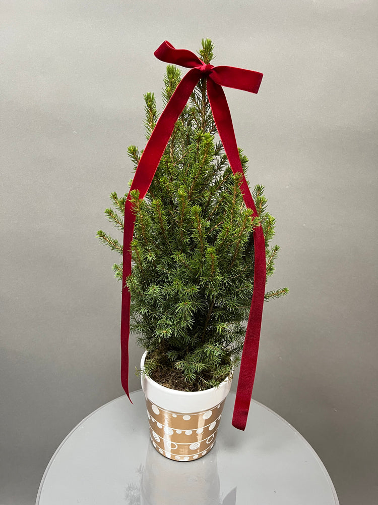 Golden For Christmas Tree