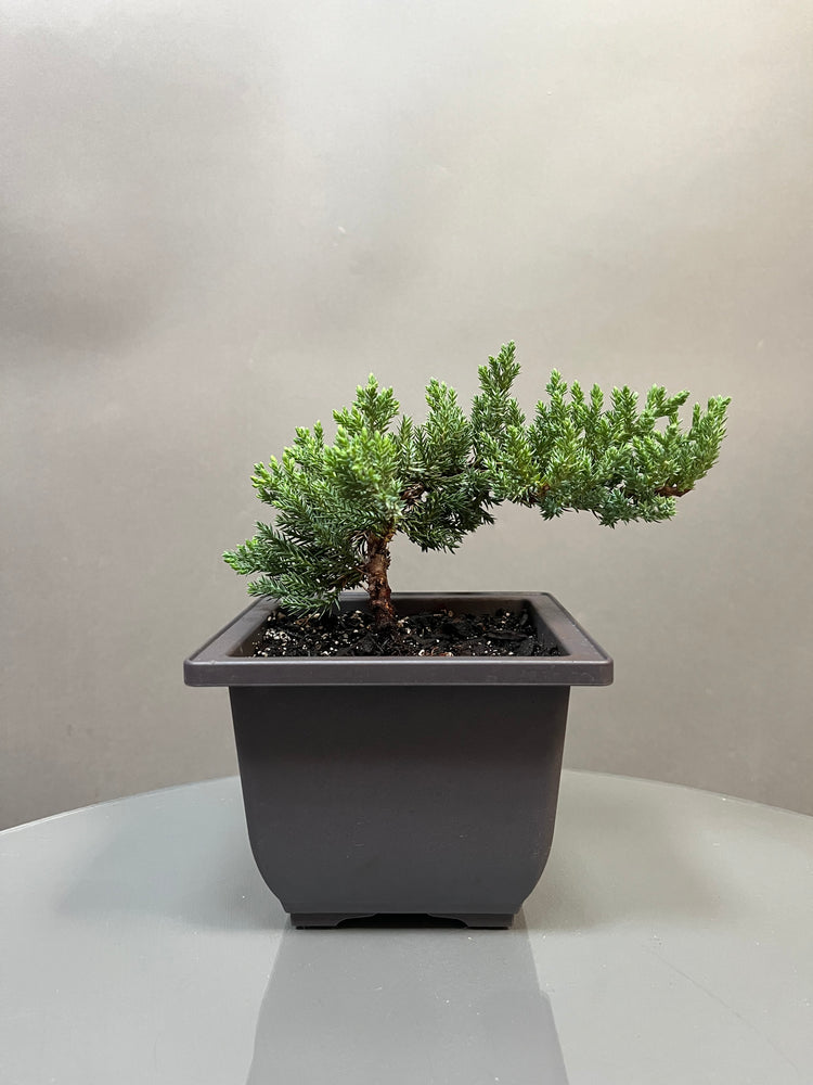 Juniper Joy