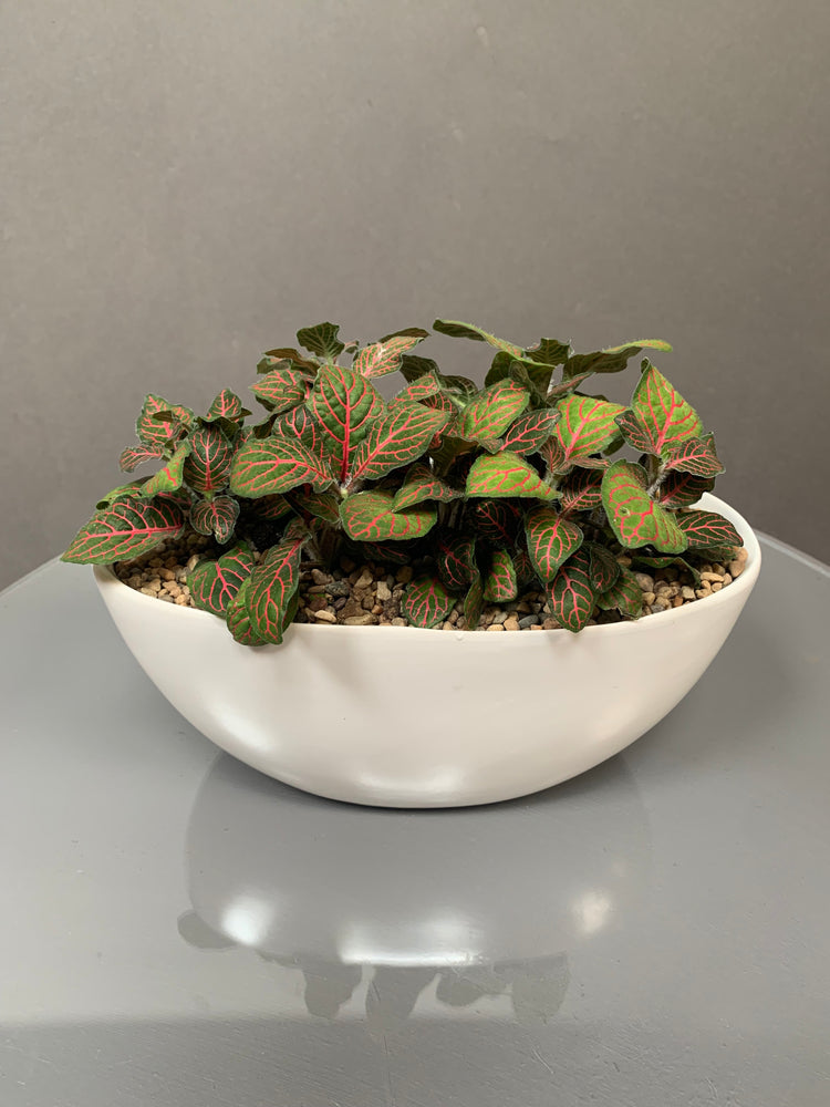 Fancy Fittonia