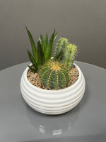 My Prickly Sidekick