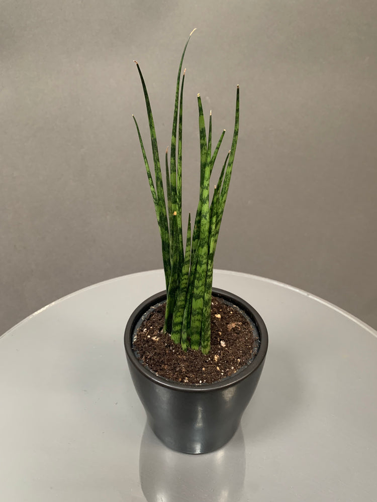 Simple Sansevaria