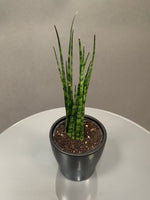 Simple Sansevaria