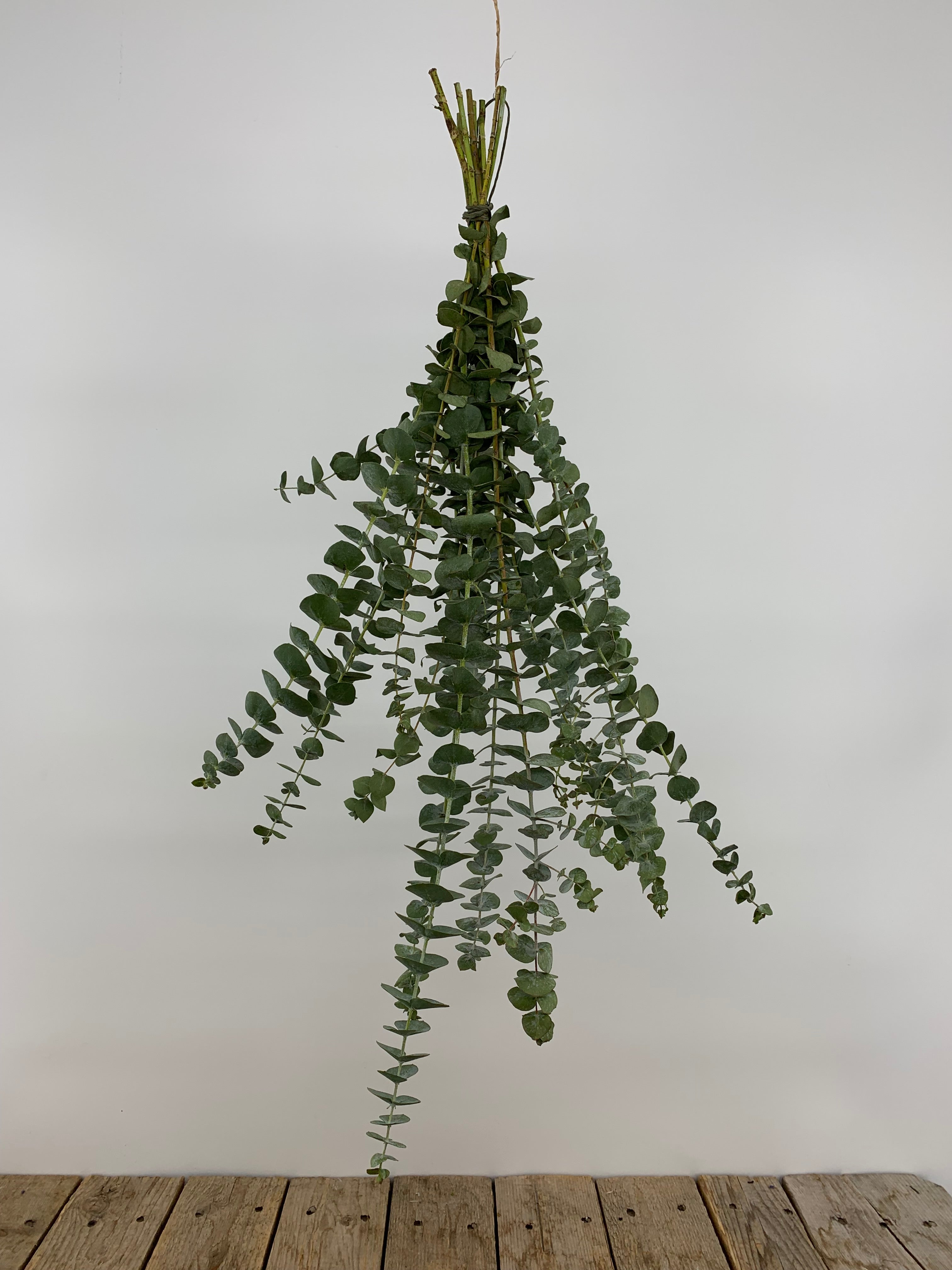 hanging eucalyptus plant real Eucalyptus Shower Bundle | Flowers