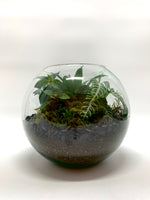 Sphere of Tranquility Terrarium - Plants Saskatoon