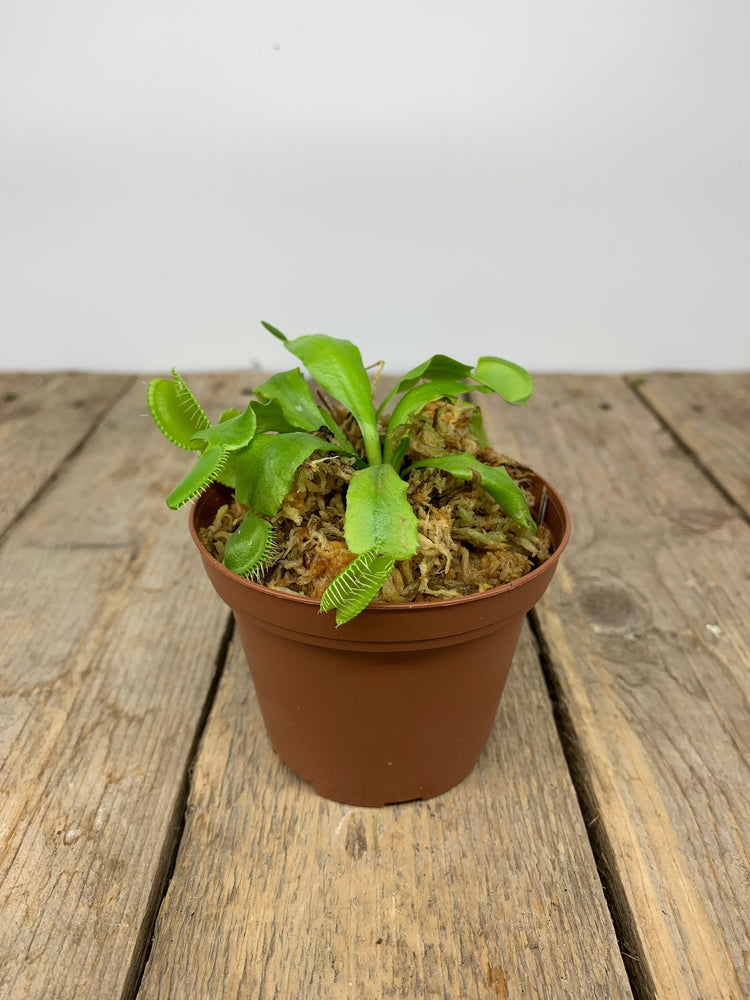 Voracious Venus Fly Trap